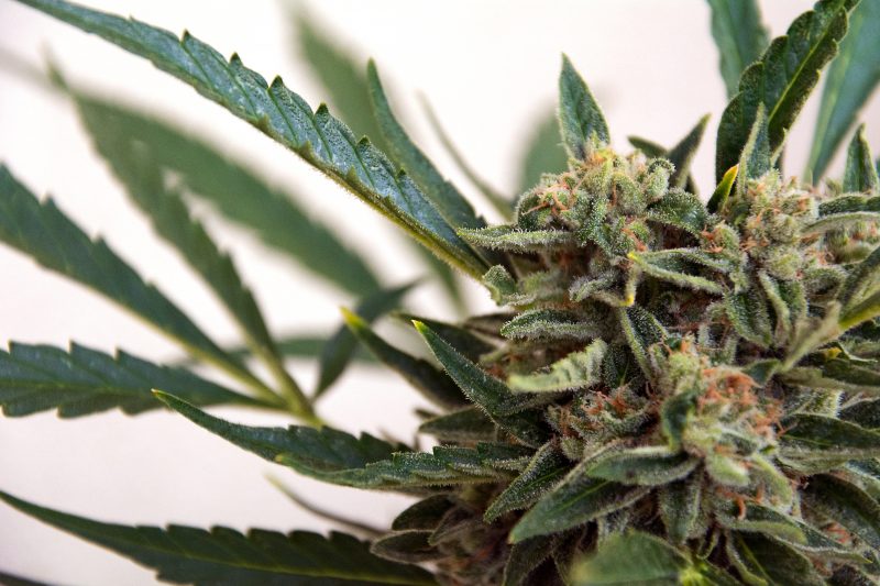 You’ll Never Guess What A New Study Found In Marijuana