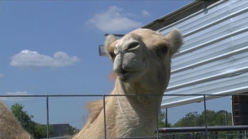 Woman Bites Camel’s Testicles A Truck Stop – (We Can’t Make This Up)