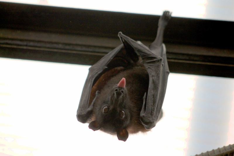 SHOCKING! US Gave Wuhan Lab $3.7 Million to Study Bats that Carry Coronavirus