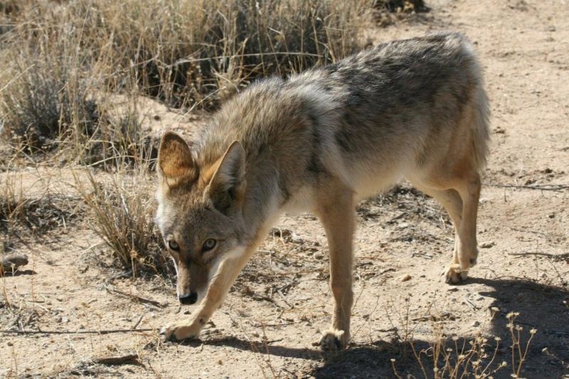 MUST SEE: Trump Condemns “Coyotes” During Debate, Liberals Have No Idea What That Means