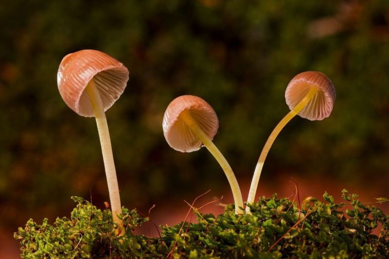 What a Trip! Multiple Locations Legalize Psychedelic Mushroom and Hard Drugs Like Heroin
