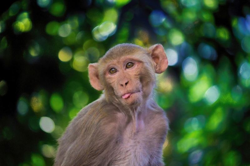 Here We Go Again…CDC Monitoring Residents for Sickness After Truck with 100 Test Monkeys Crashes (VIDEO)
