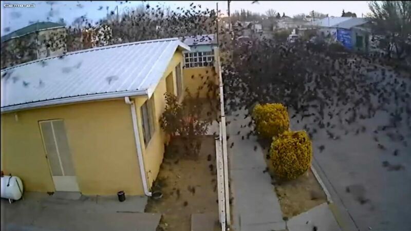 Hundreds of Birds Mysteriously Fall from Sky in One Moment (VIDEO)