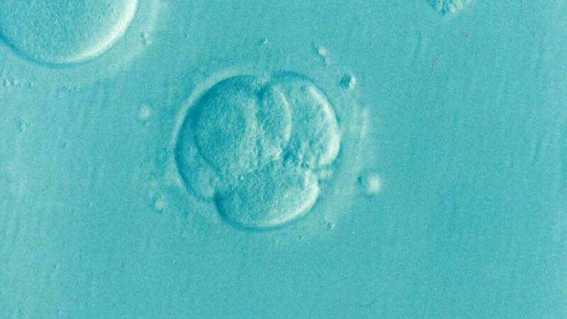 Controversial Breakthrough as Scientists Create First Synthetic Embryo